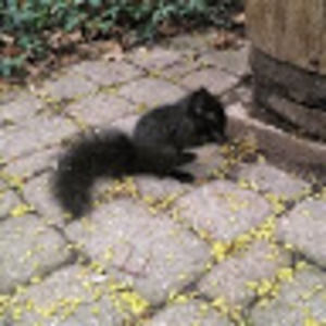 Meet your Posher, Paula